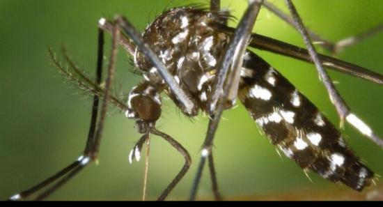 Dengue Surge: Eradication Drive Expanded